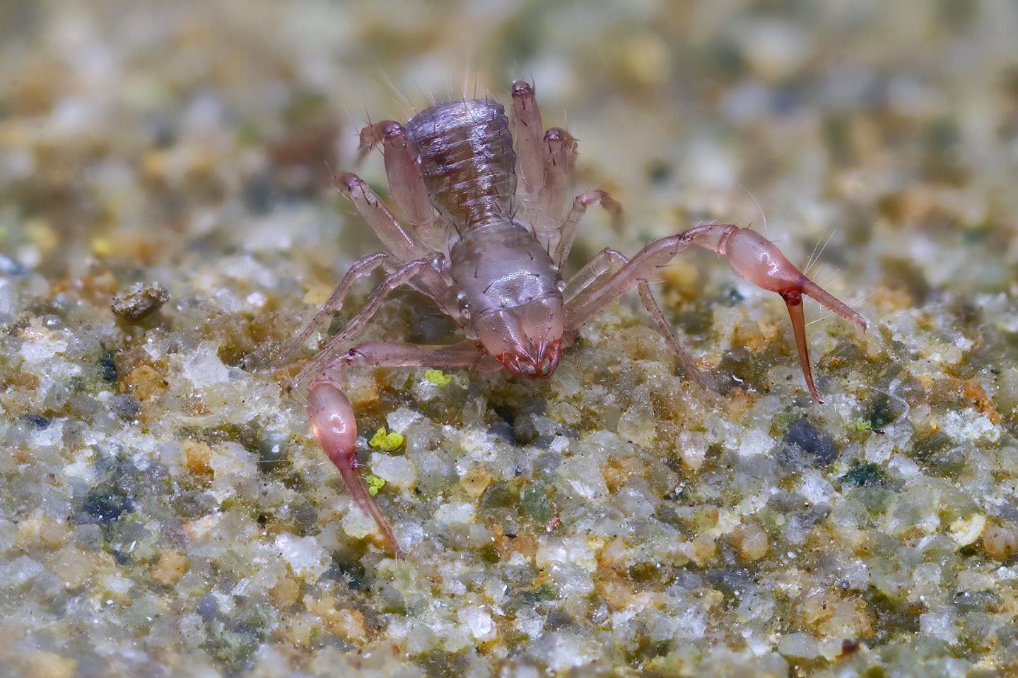 Pseudoscorpiones: Chthoniidae